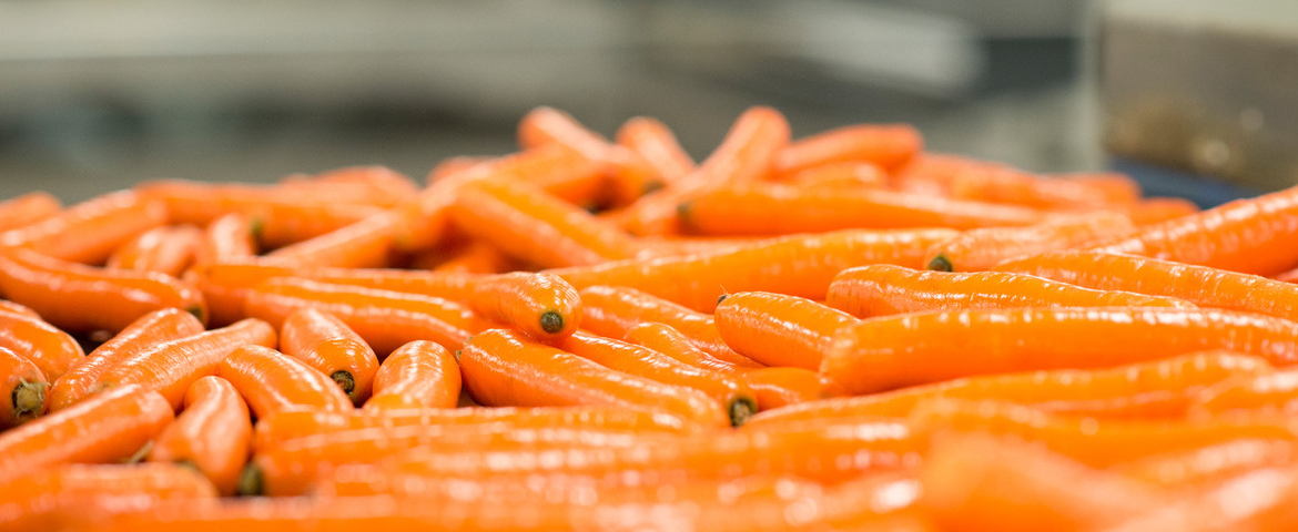 Carottes
